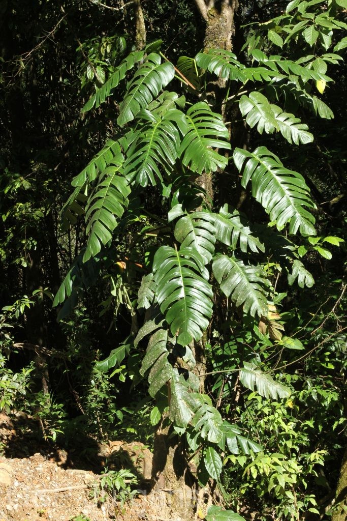 Bhutan2015 147