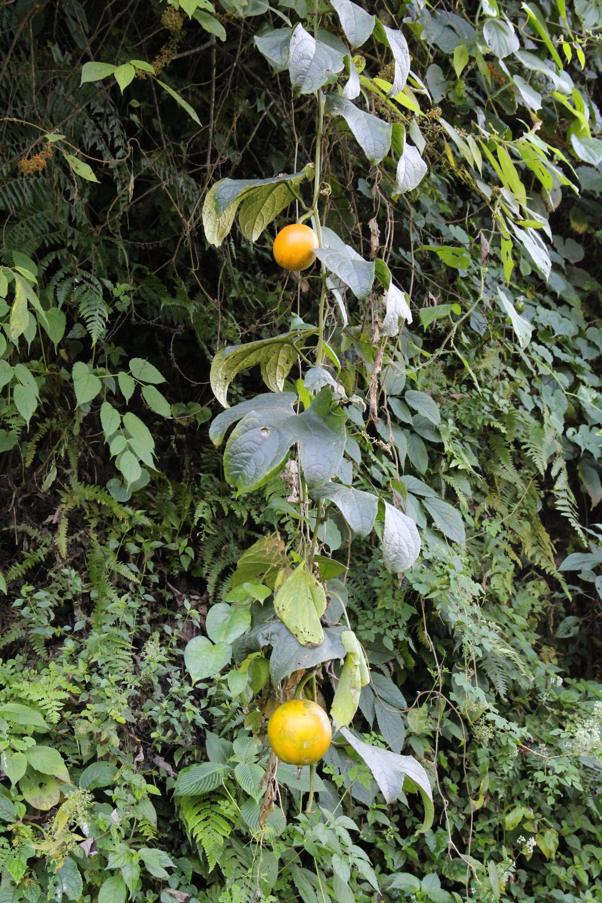 Trichosanthes costata — Cucurbitaceae