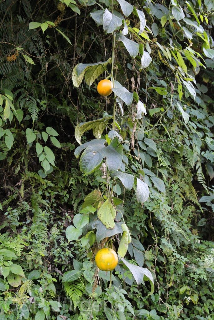 Bhutan2015 160