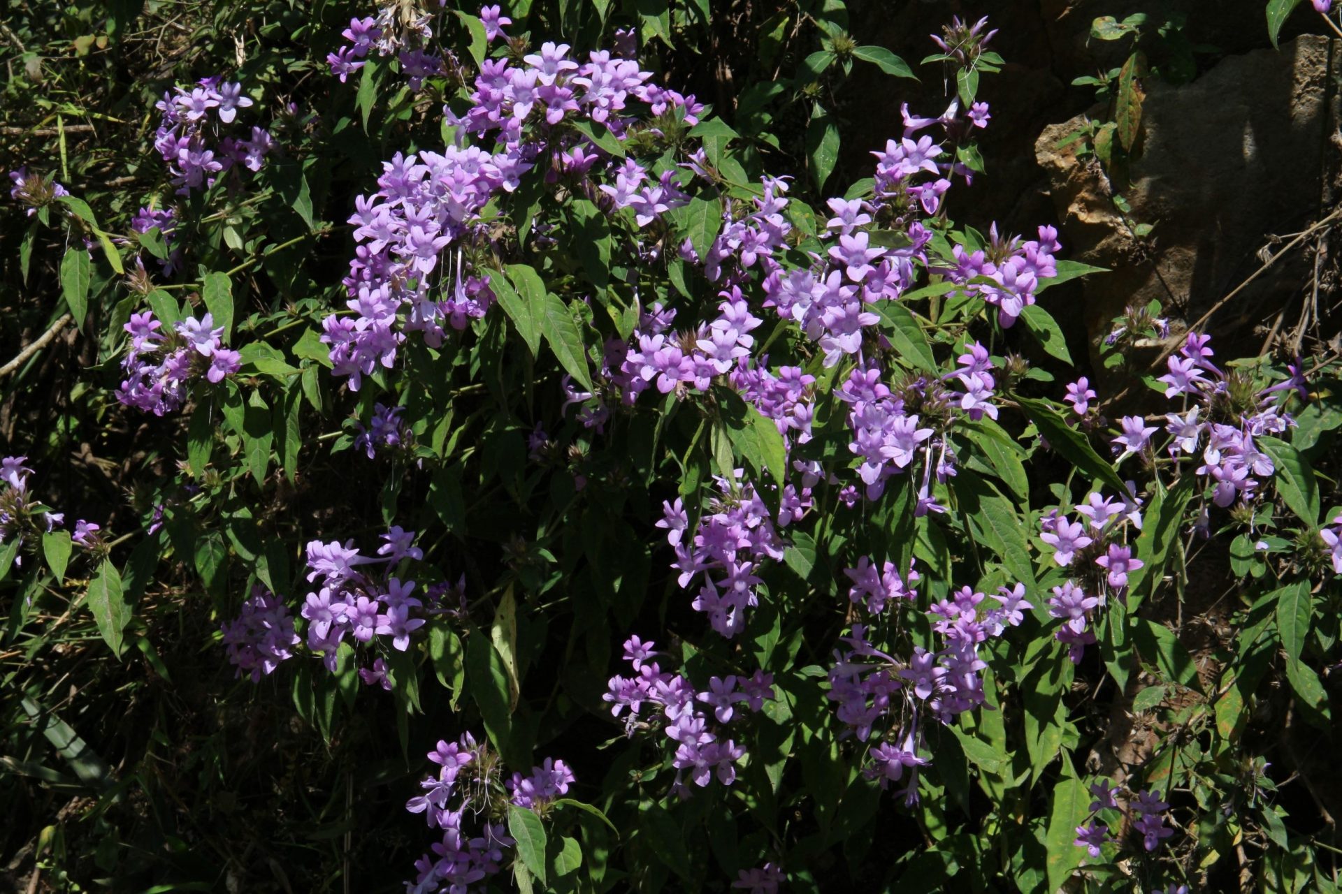 Barleria cristata — Acanthaceae