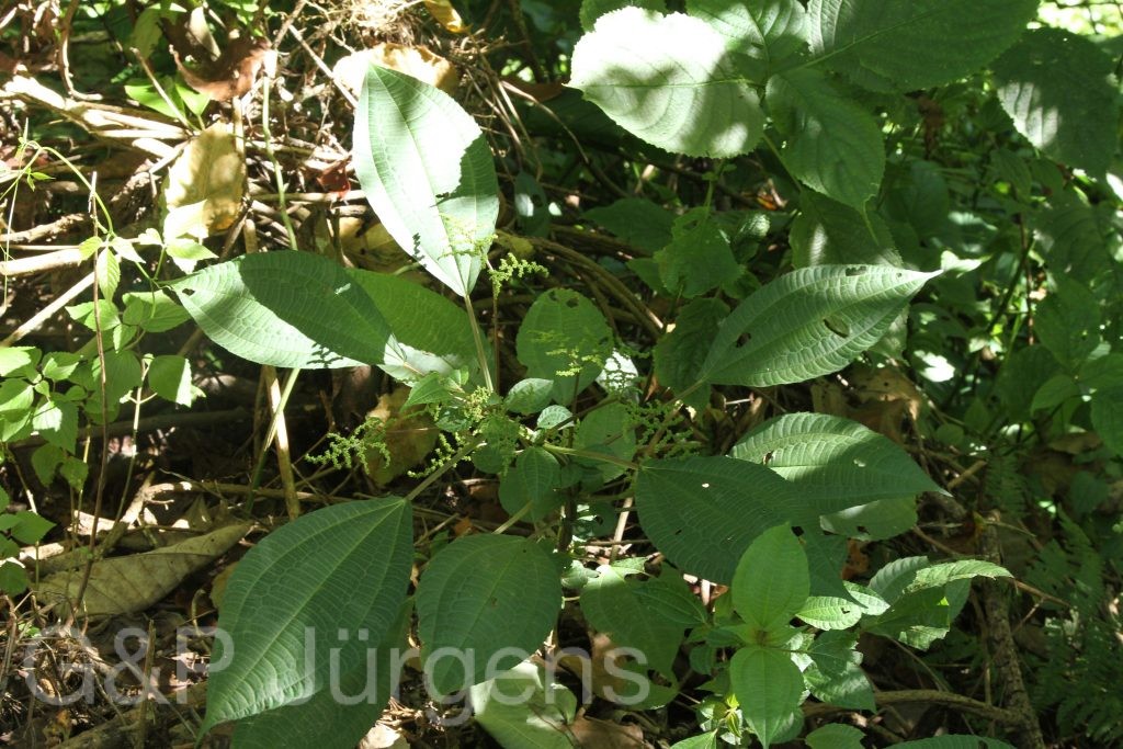Bhutan2015 180