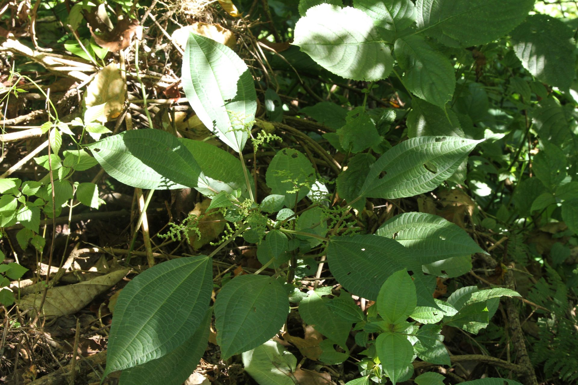 Lecanthus peduncularis — Urticaceae