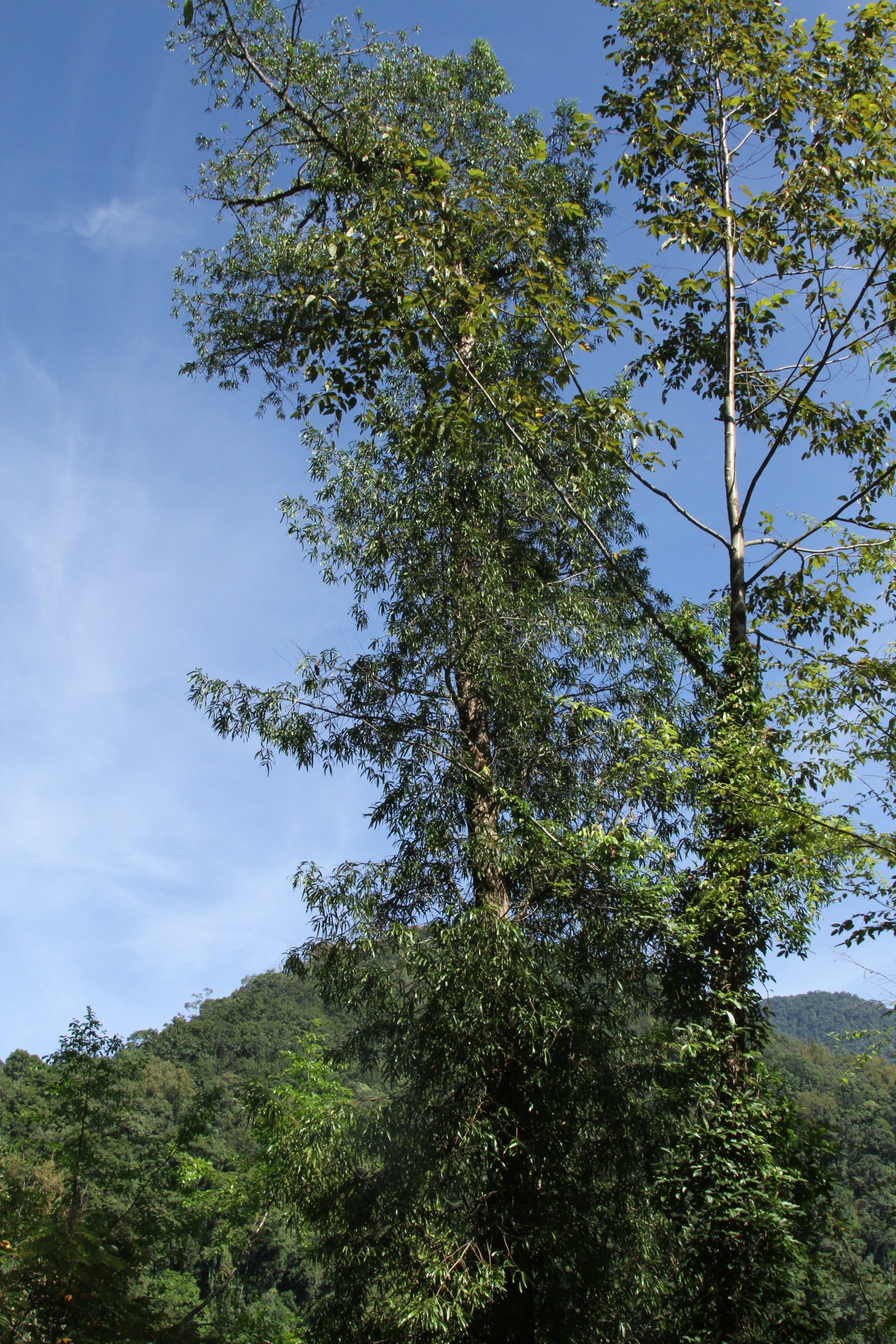 Podocarpus neriifolius — Podocarpaceae