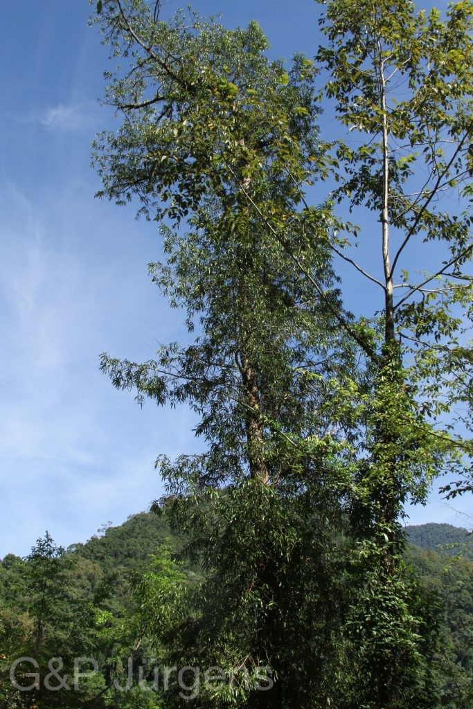 Bhutan2015 187