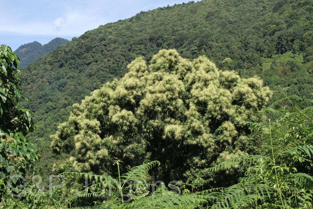 Bhutan2015 191