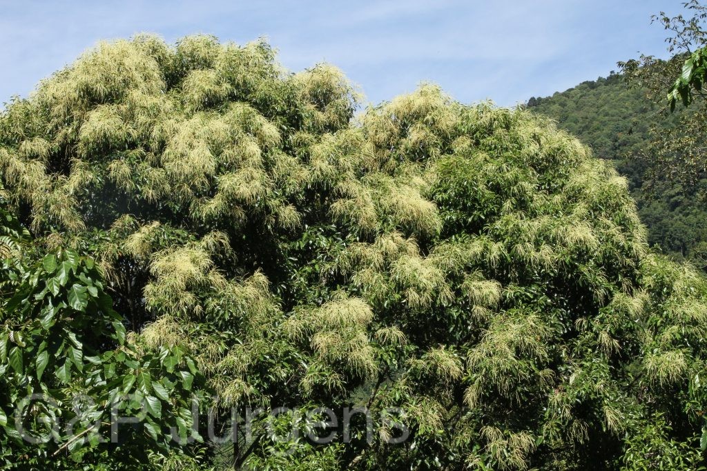 Bhutan2015 192
