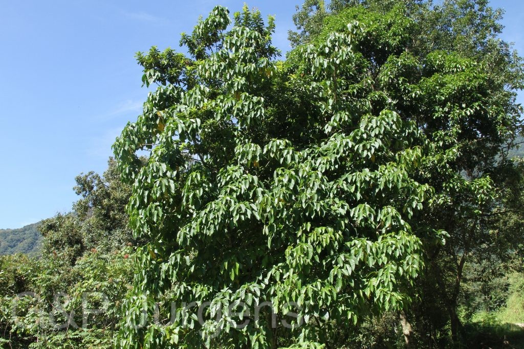 Bhutan2015 194