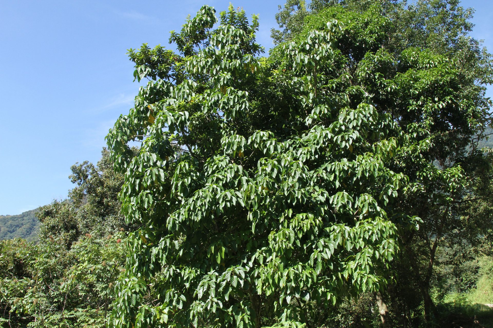 Ostodes paniculata — Euphorbiaceae