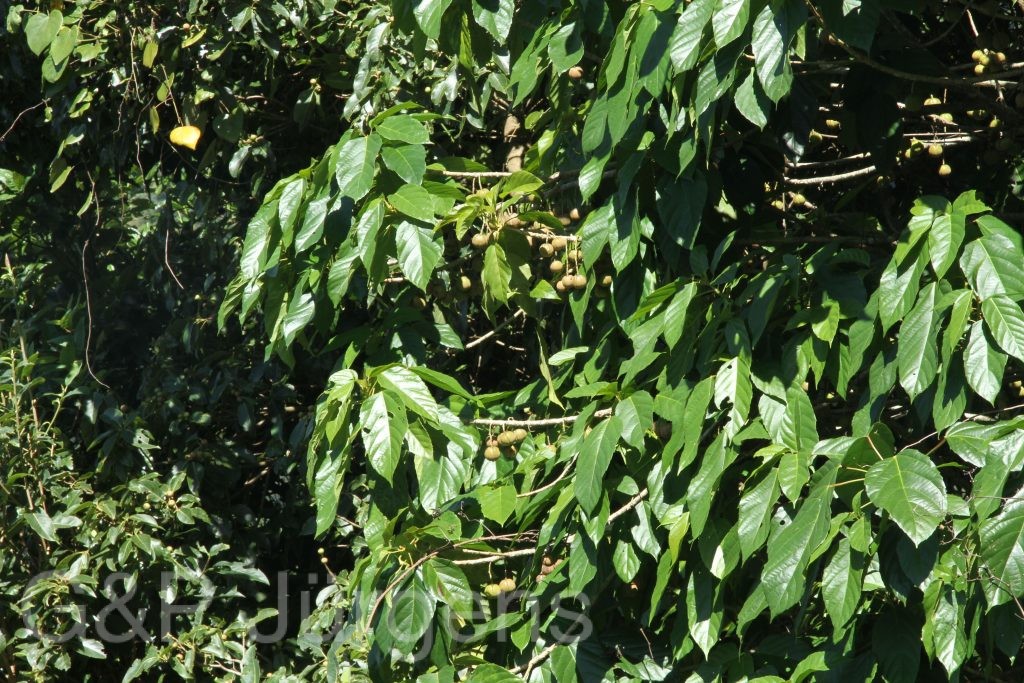 Bhutan2015 195