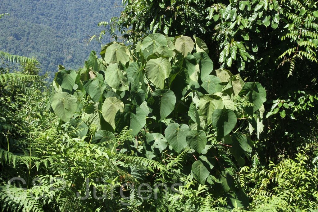 Bhutan2015 199