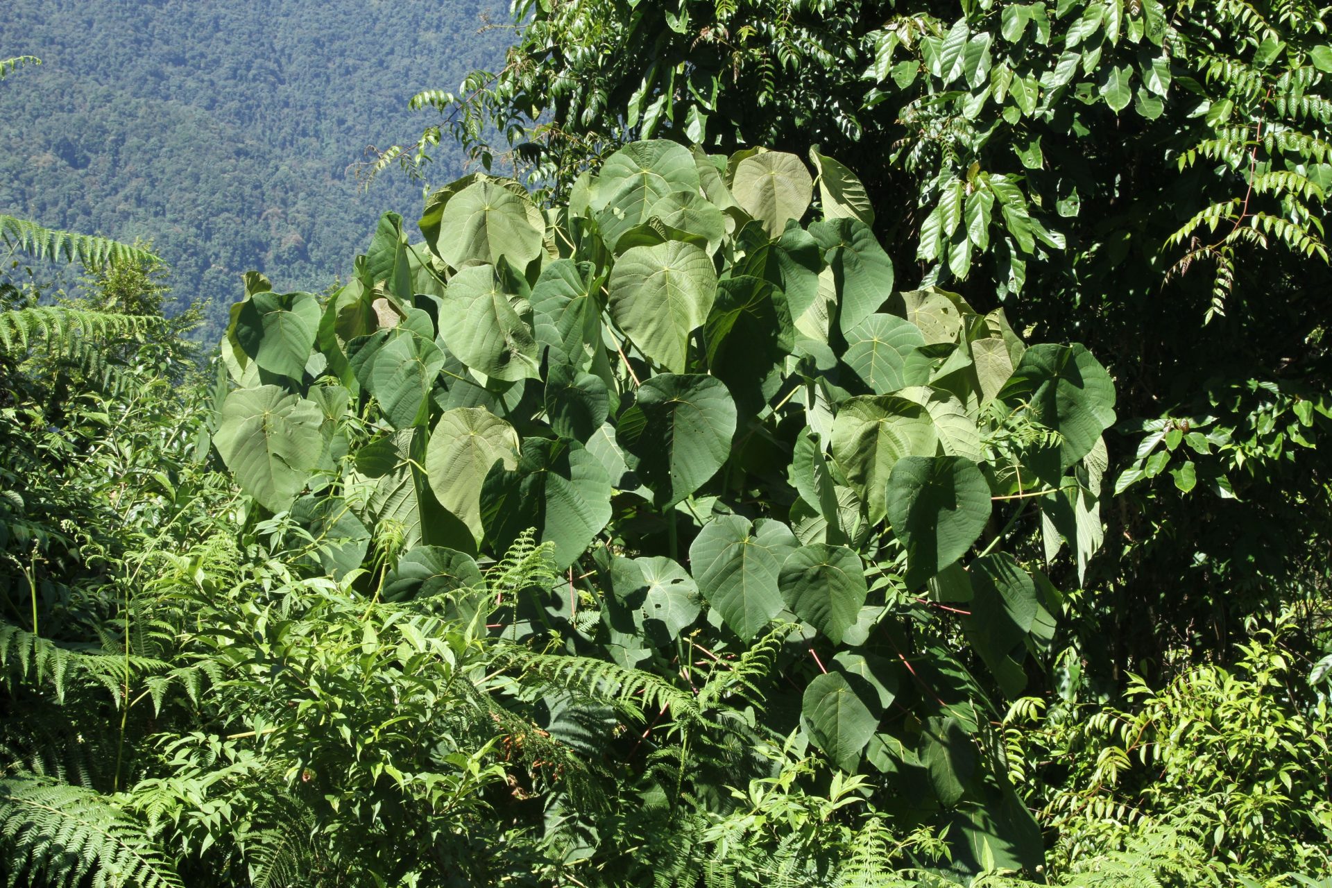 Macaranga denticulata — Euphorbiaceae