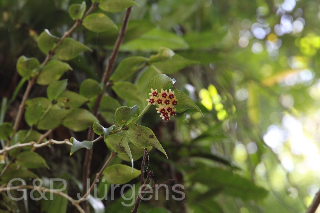 Bhutan2015 202