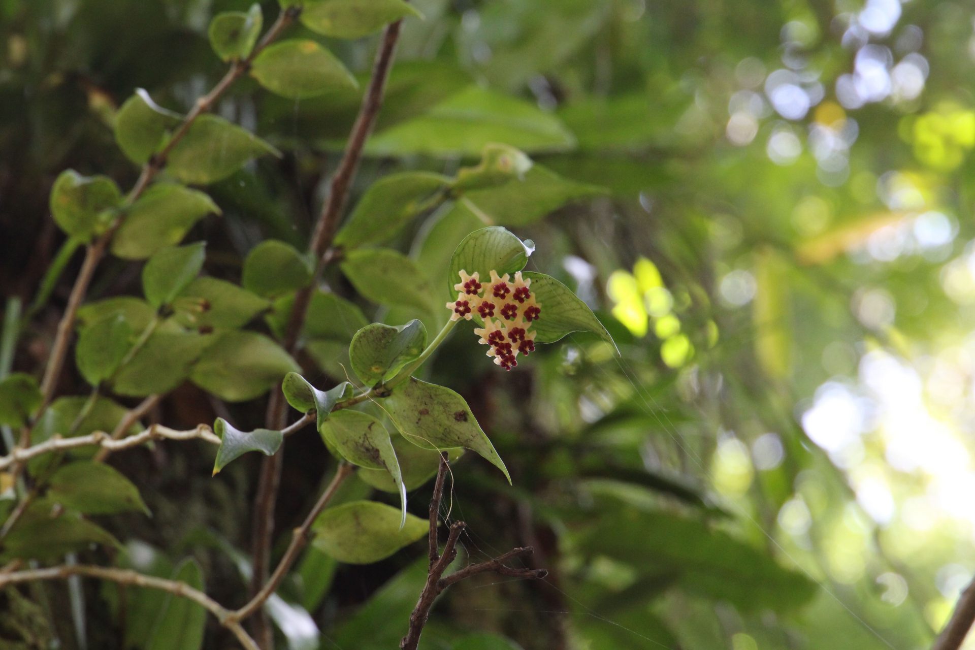 Hoya polyneura — Apocynaceae