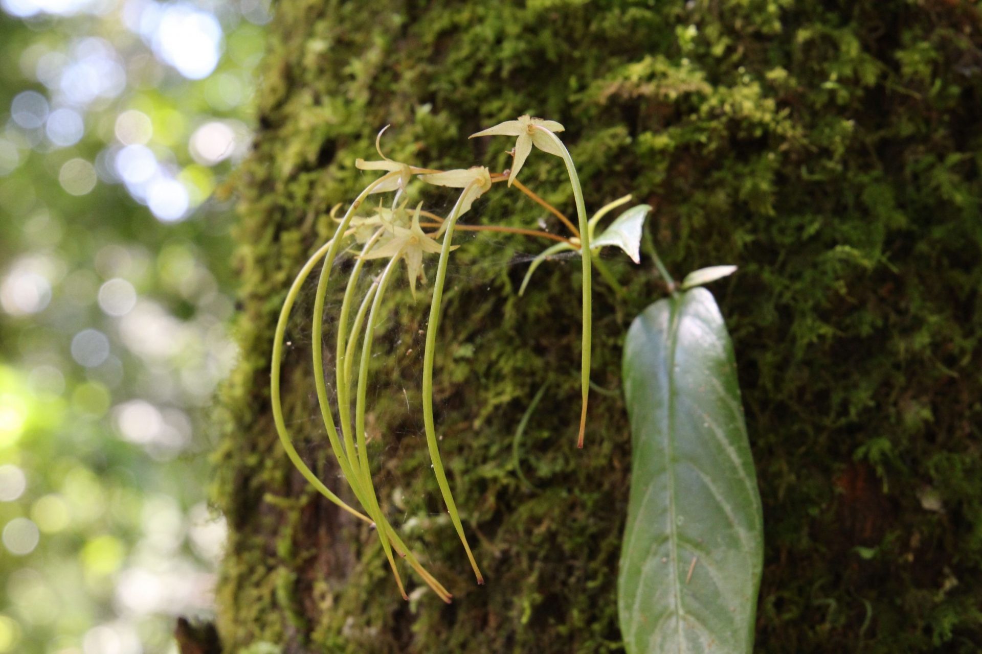 Henckelia bifolia — Didymocarpinae