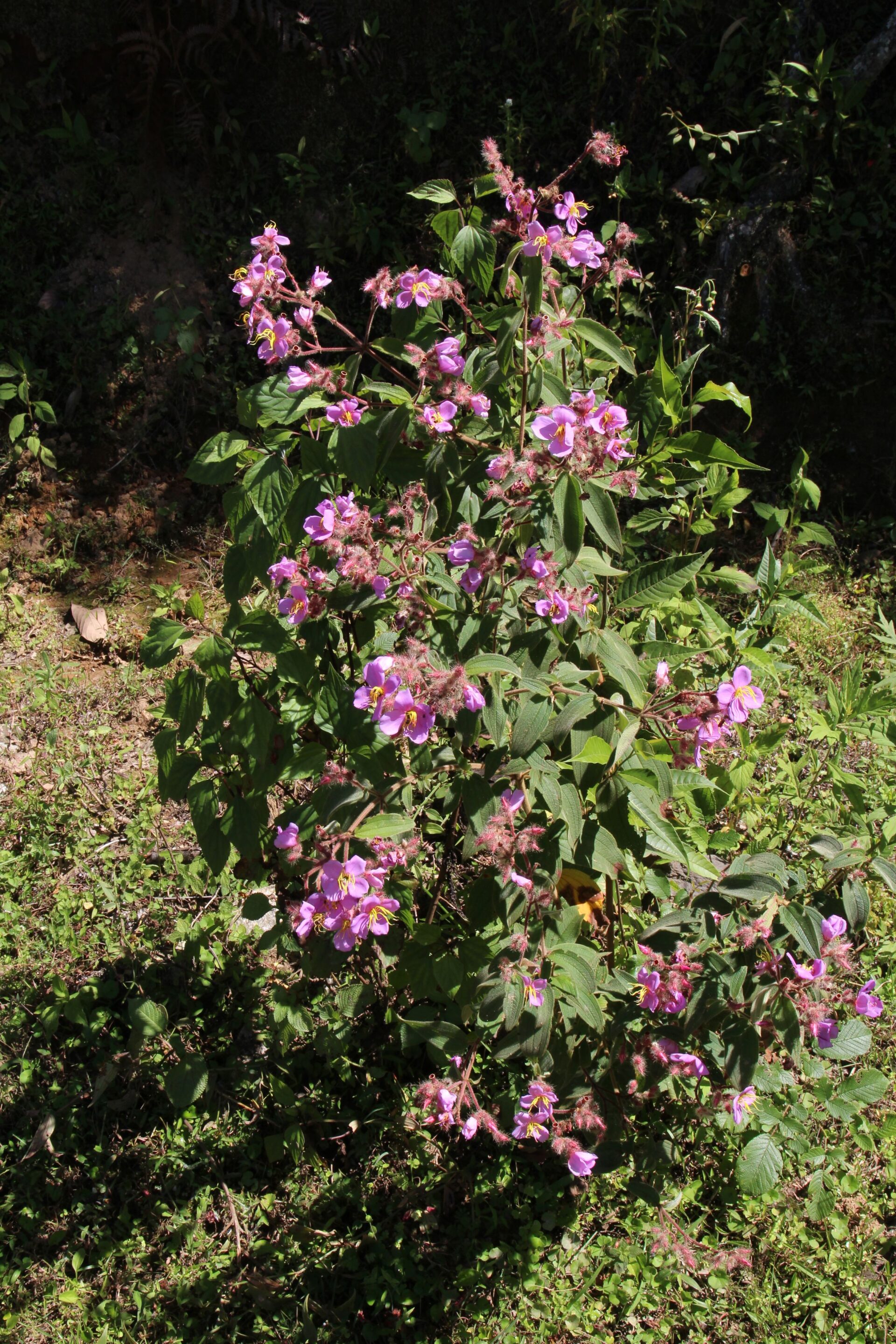 Osbeckia stellata — Melastomataceae