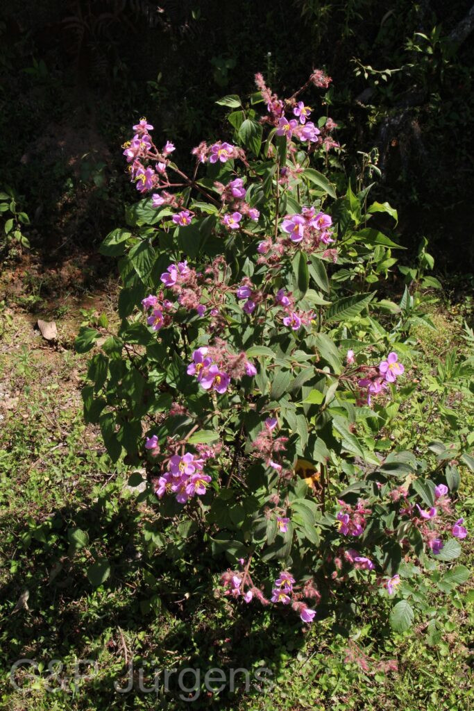 Bhutan2015 206