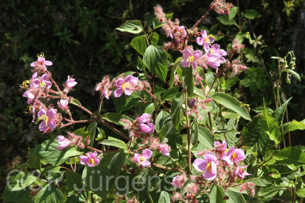 Bhutan2015 207