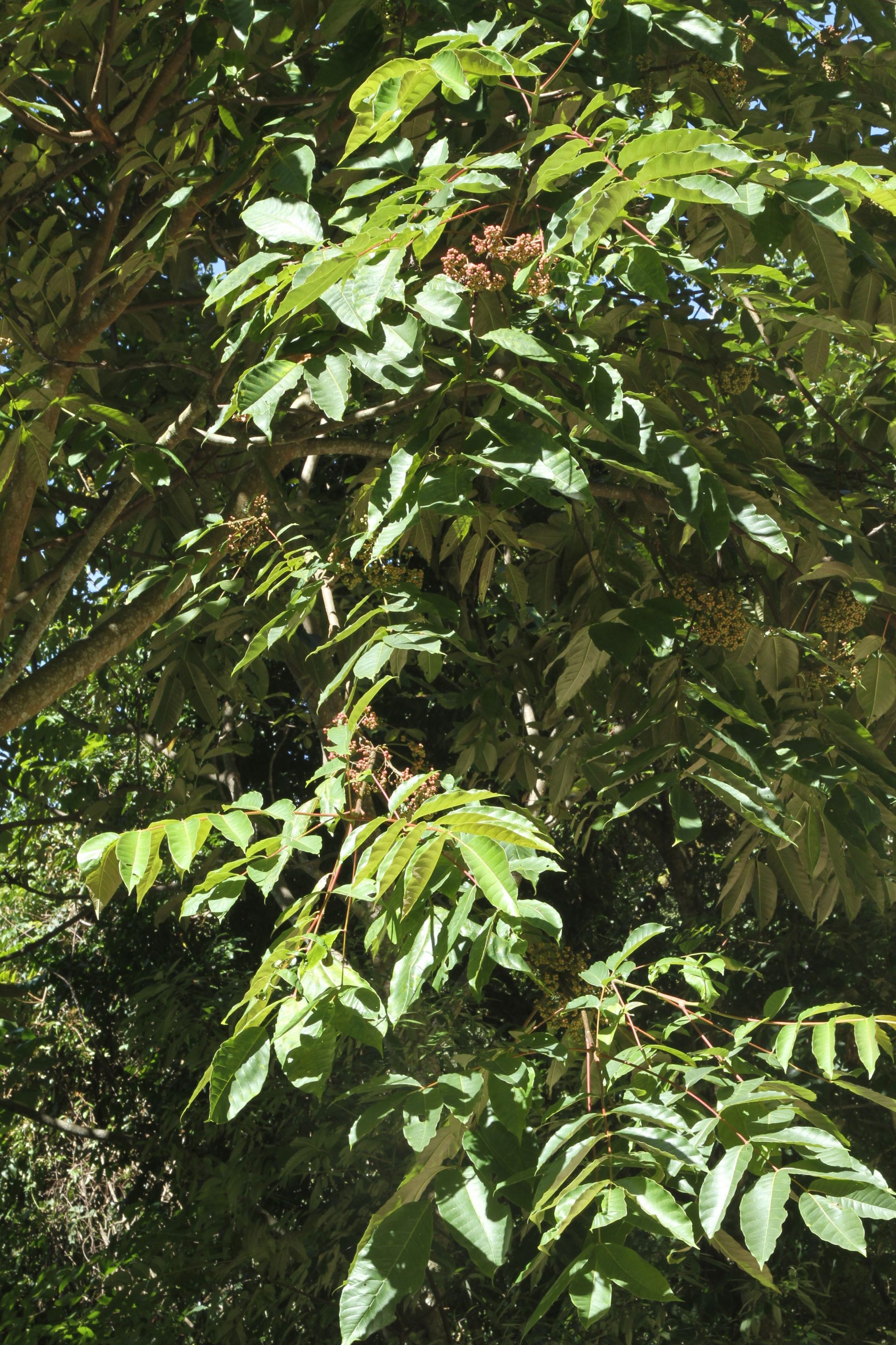 Toxicodendron hookeri — Anacardiaceae