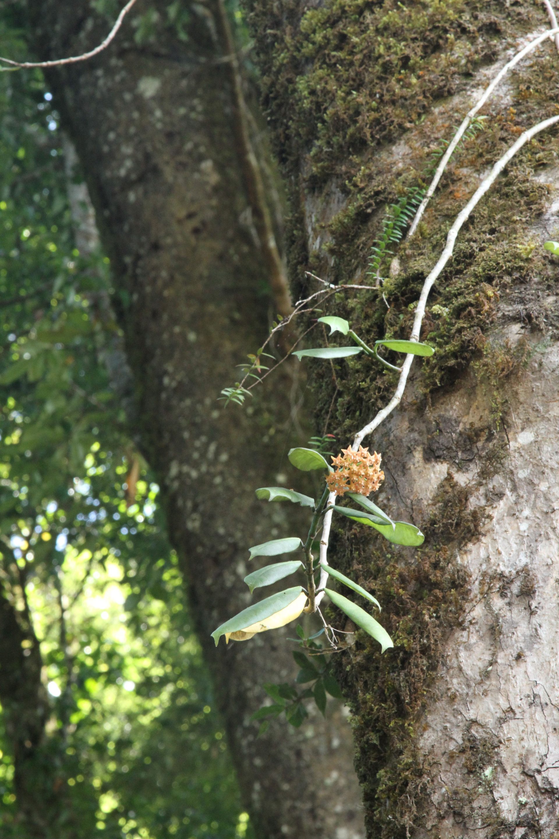 Hoya globulosa — Apocynaceae