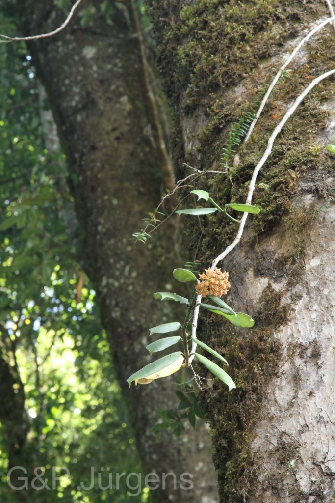 Bhutan2015 213