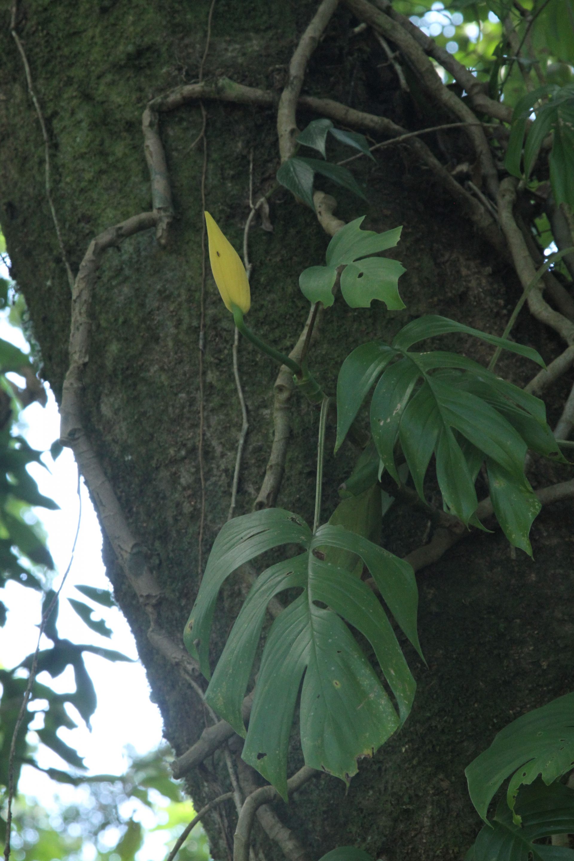 Rhaphidophora glauca — Araceae