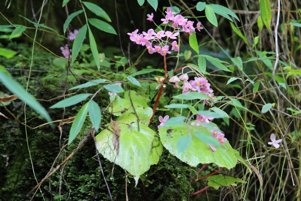 Bhutan2015 228 ergebnis
