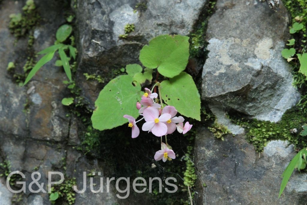 Bhutan2015 229