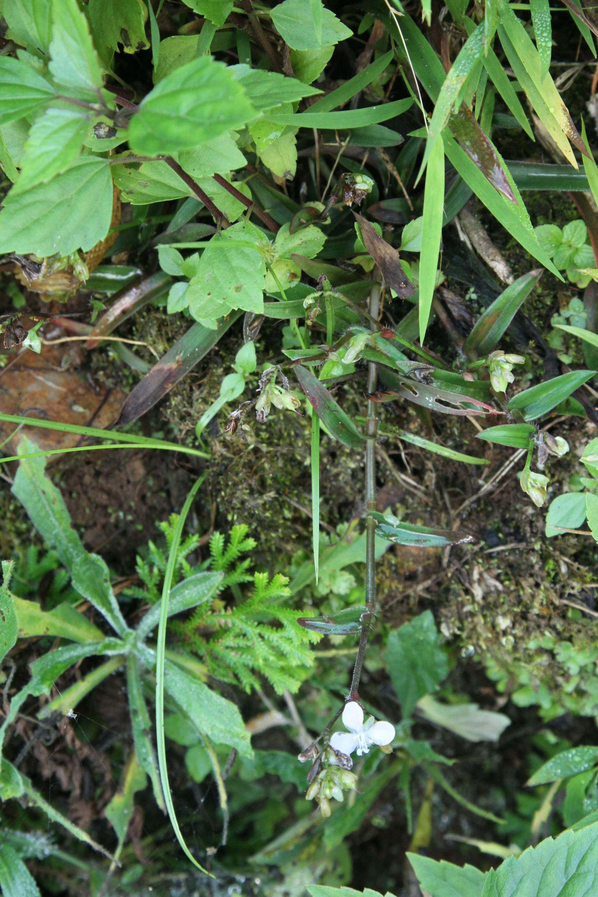Rhopalephora scaberrima — Commelinaceae