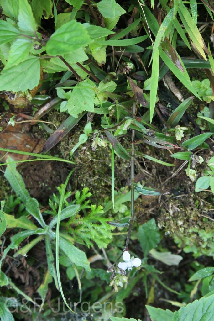 Bhutan2015 254