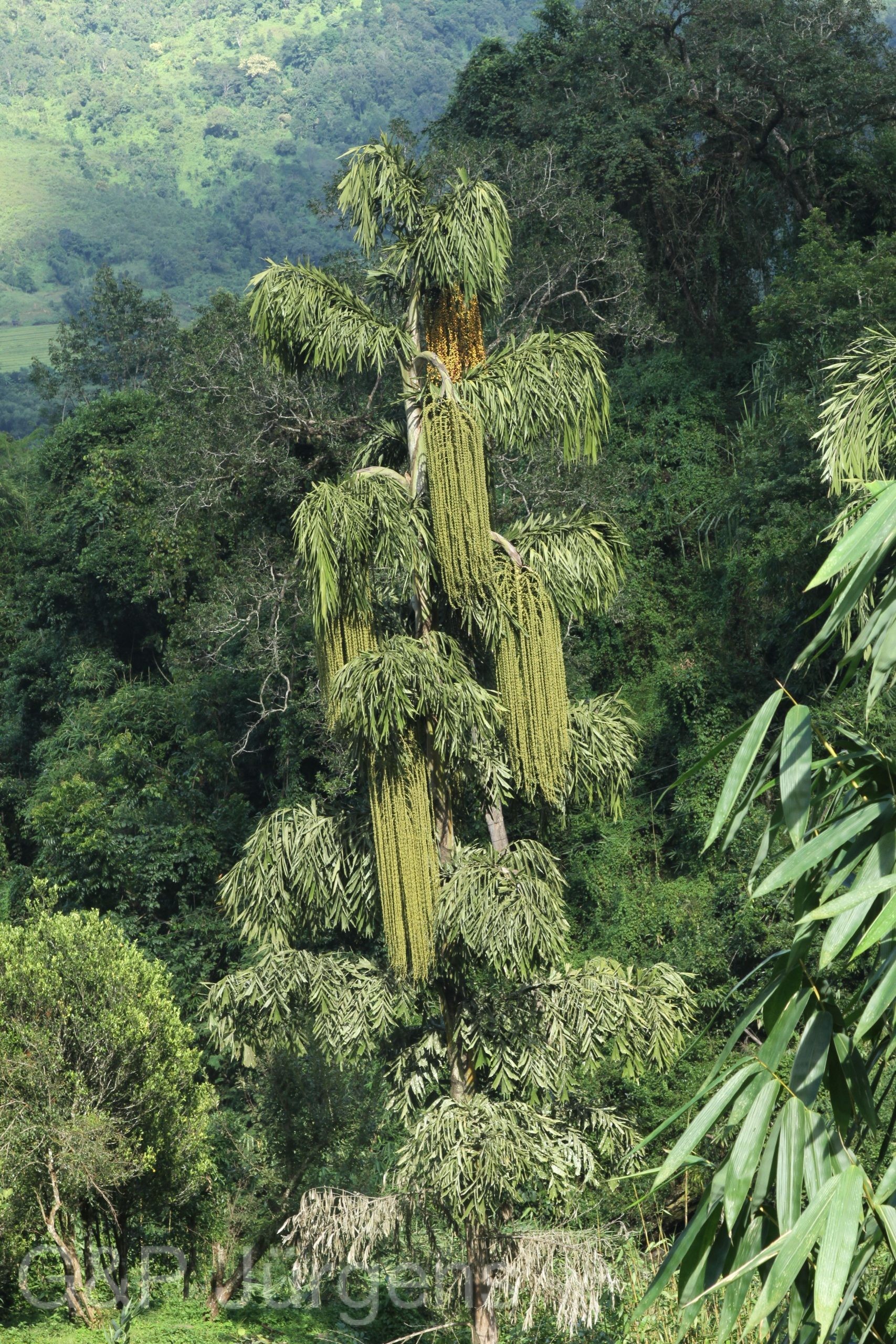Caryota urens — Fabaceae