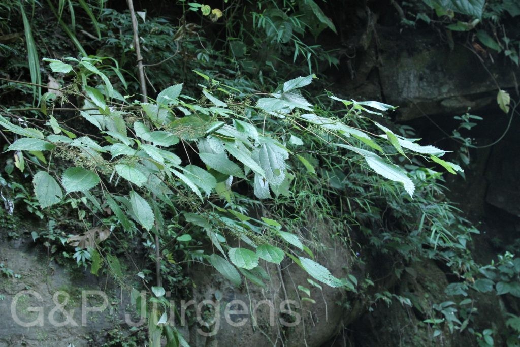 Bhutan2015 274