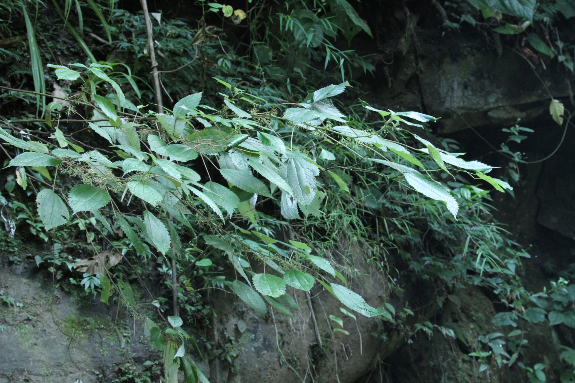 Pouzolzia sanguinea — Urticaceae