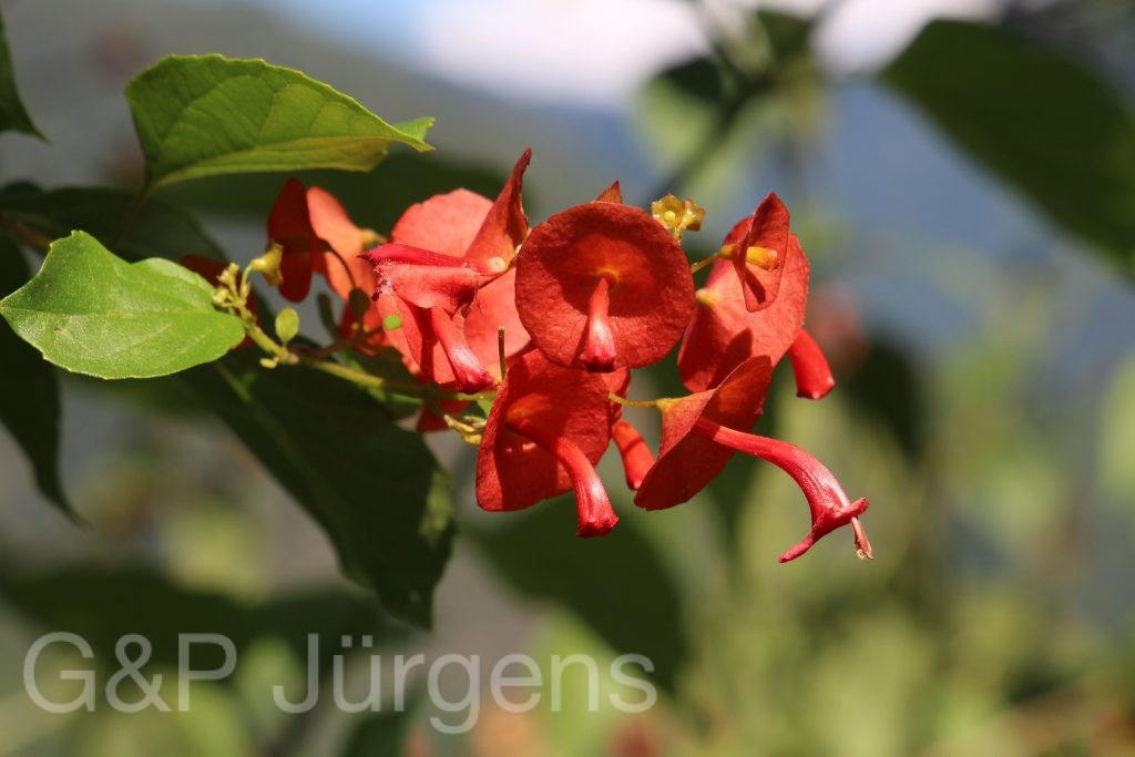 Bhutan2015 276