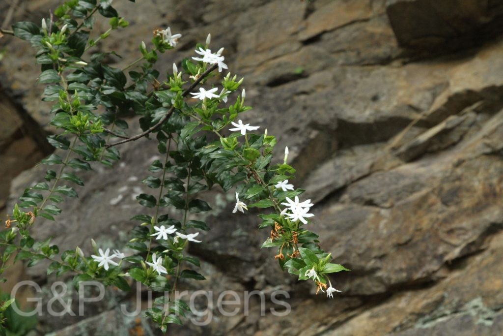 Bhutan2015 277
