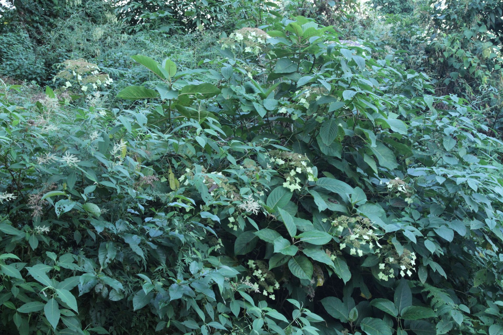 Hydrangea macrophylla — Hydrangeaceae