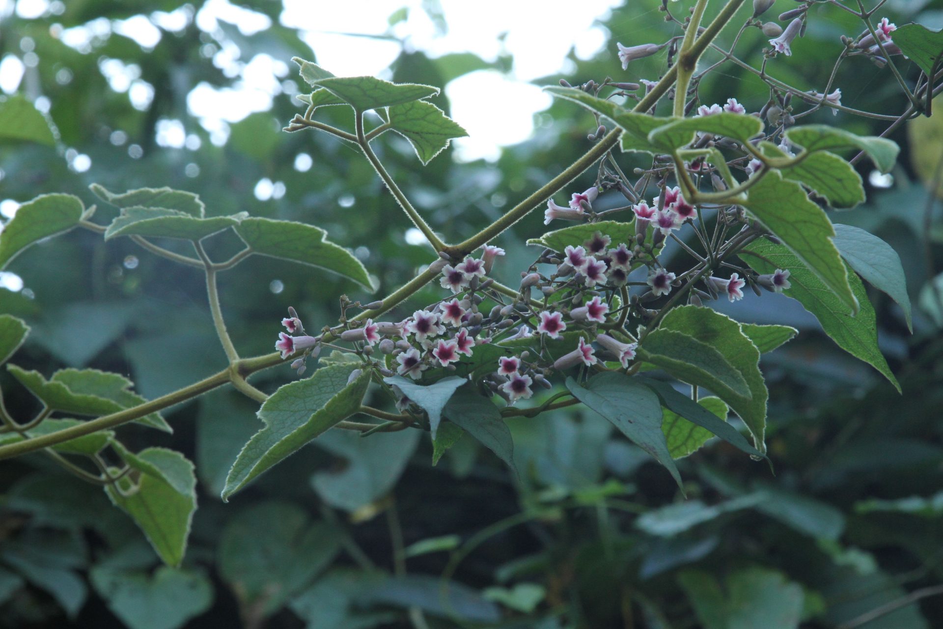 Leptodermis amoena — Rubiaceae