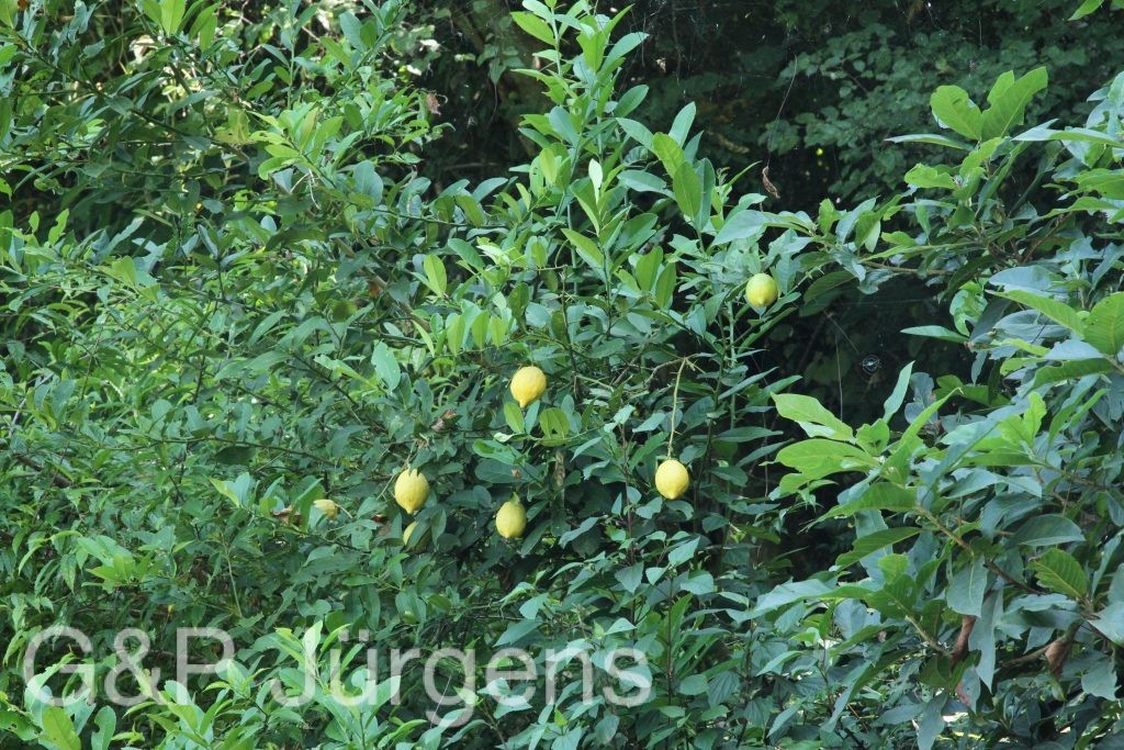 Bhutan2015 298