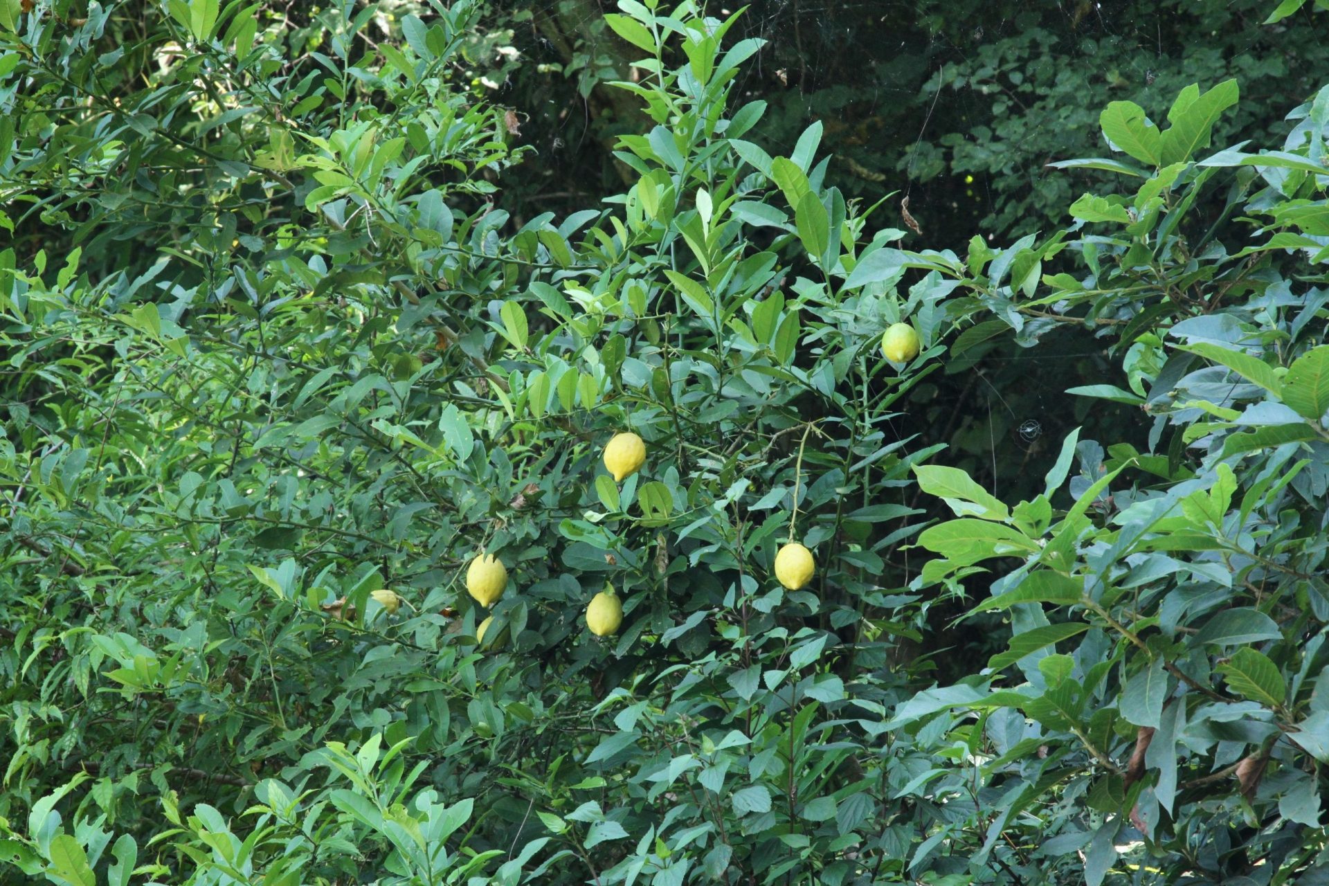 Citrus medica — Rutaceae