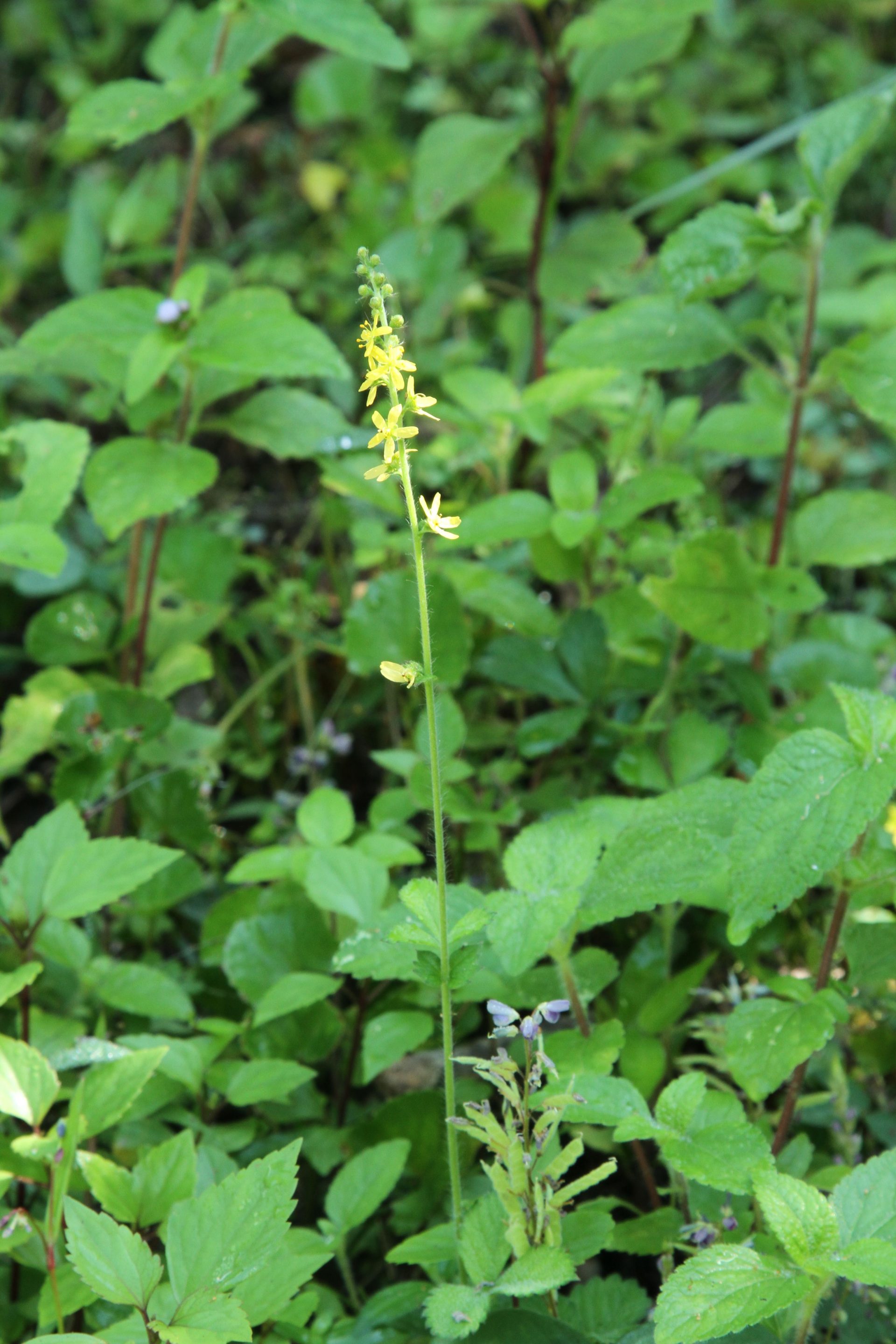 Agrimonia pilosa — Rosaceae