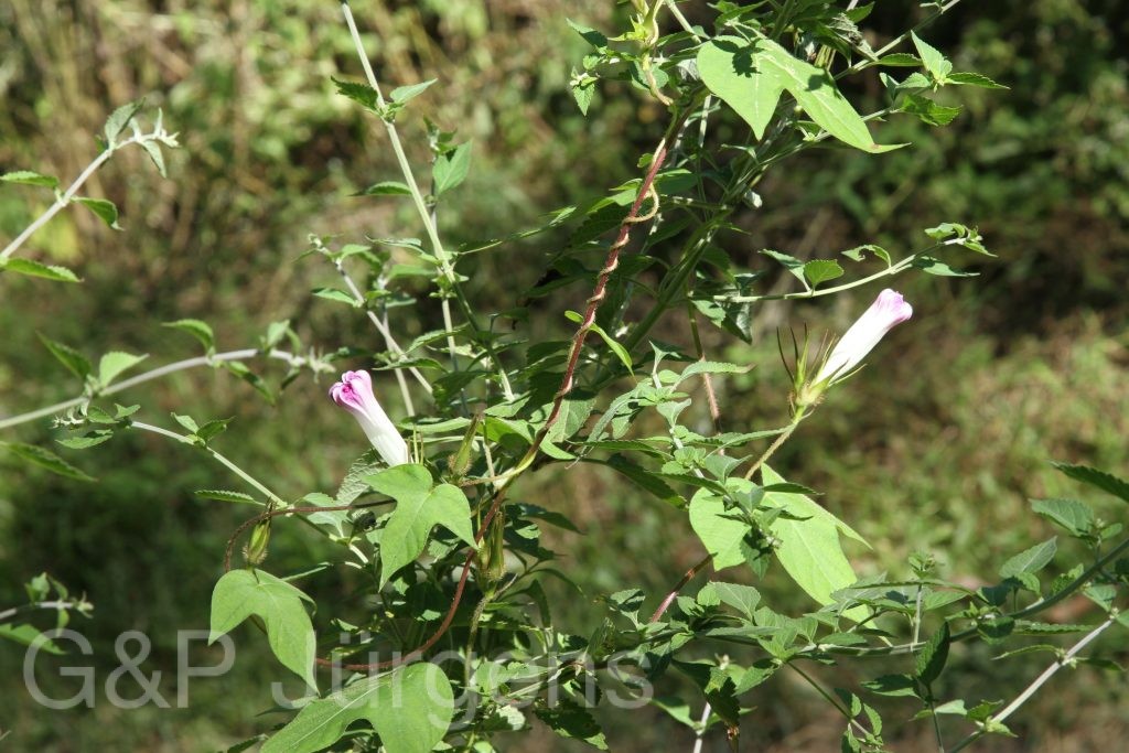 Bhutan2015 304