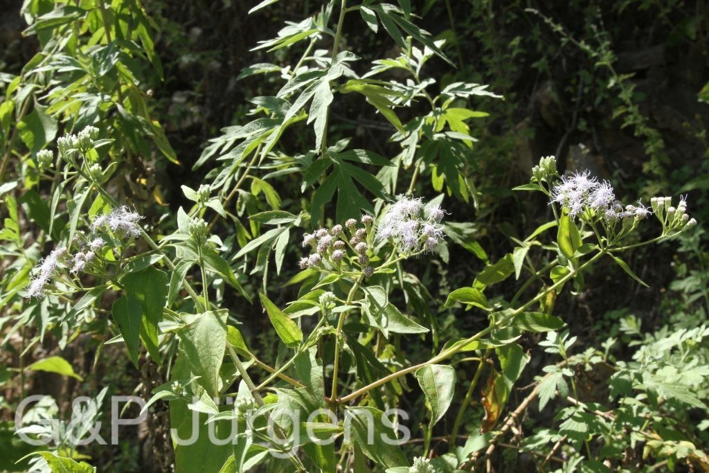Bhutan2015 309