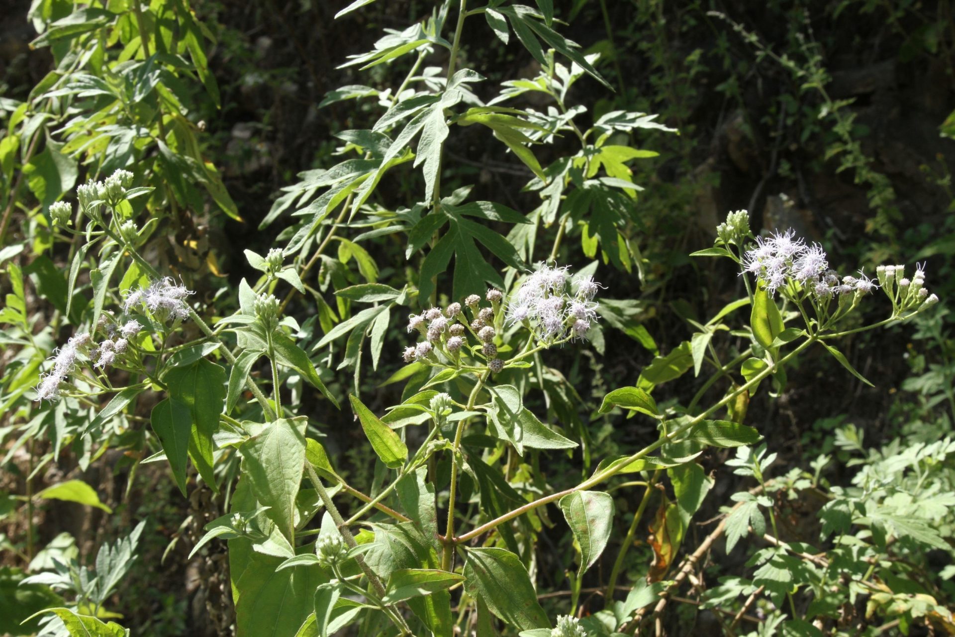 Chromolaena odorata — Asteraceae