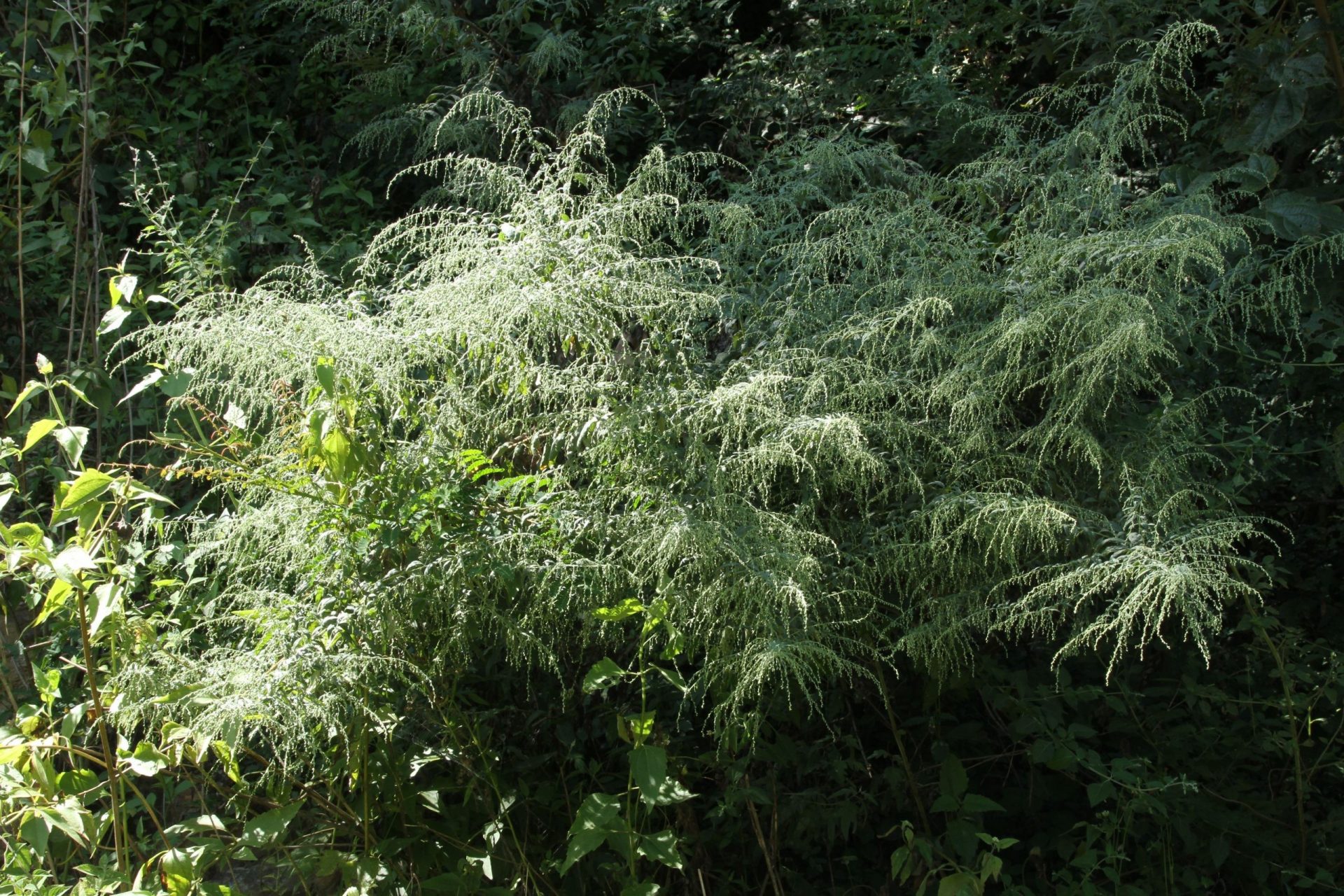 Artemisia austroyunnanensis — Asteraceae