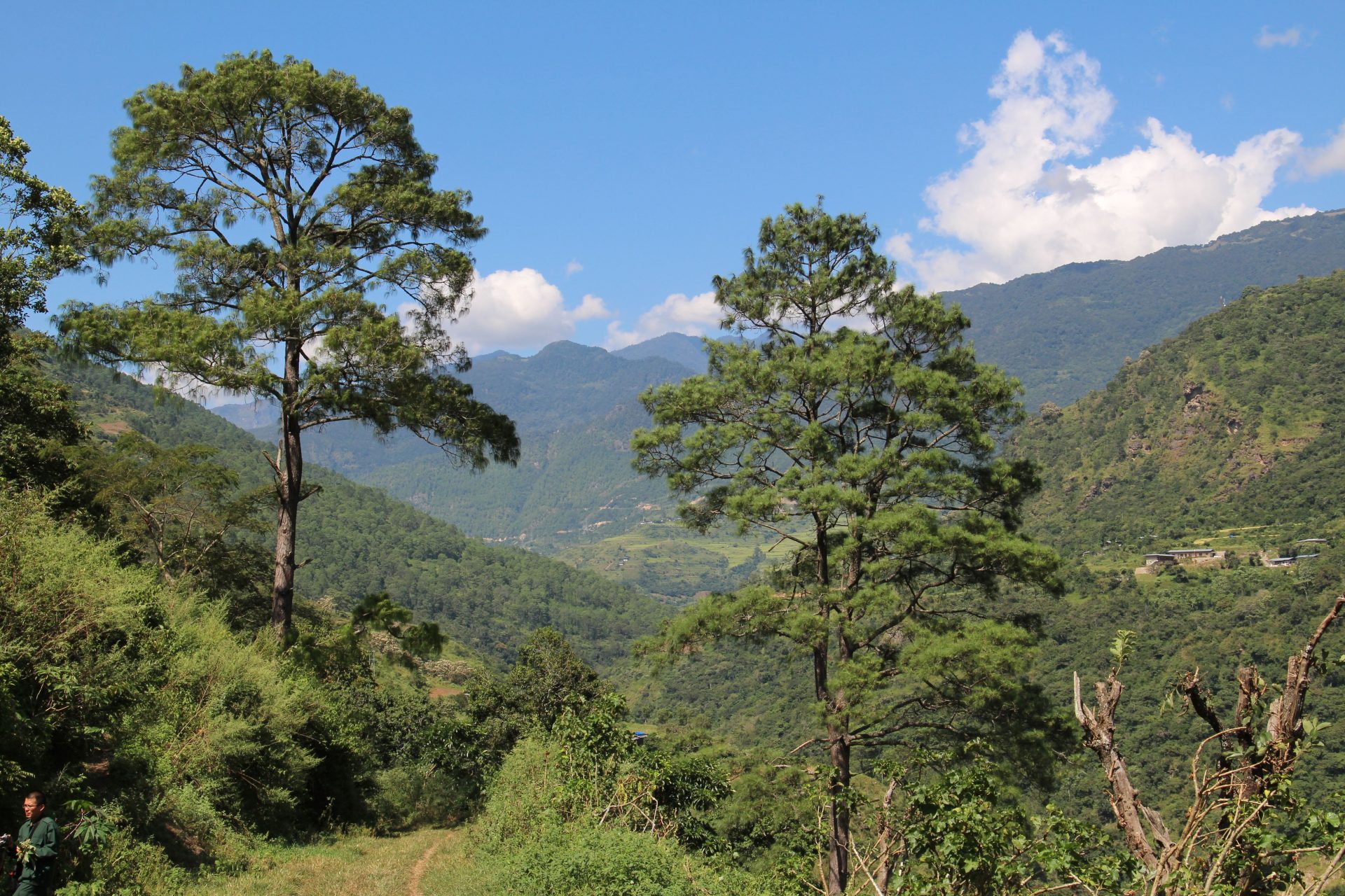 Pinus roxburghii — Pinaceae