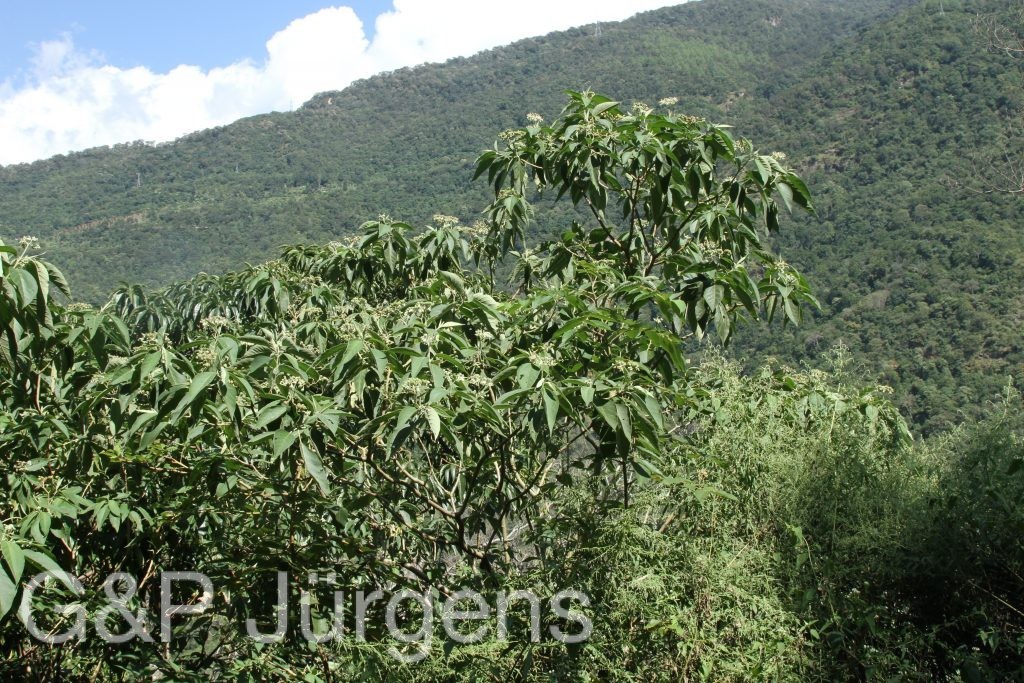 Bhutan2015 313