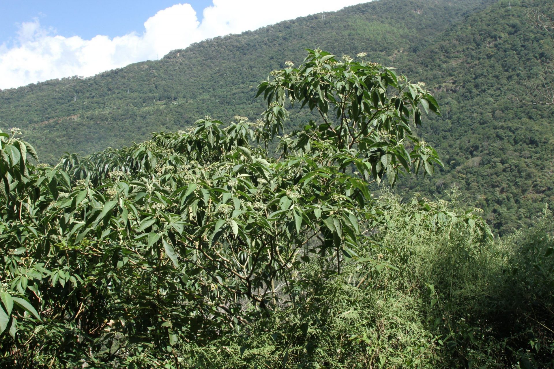 Solanum betaceum — Solanaceae