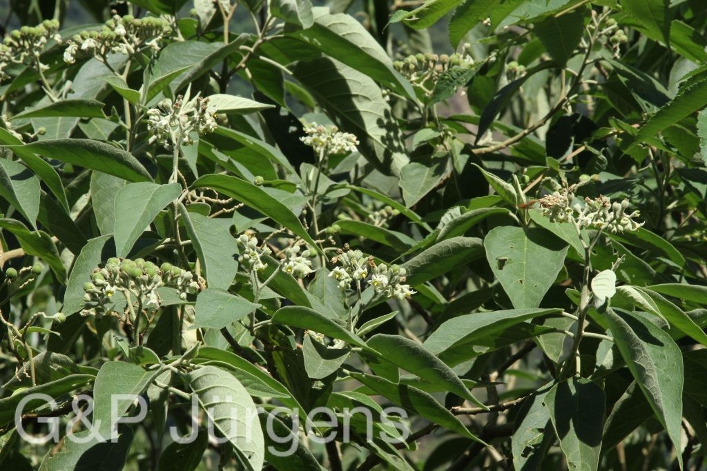Bhutan2015 314
