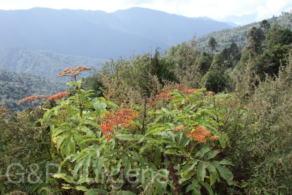 Bhutan2015 322