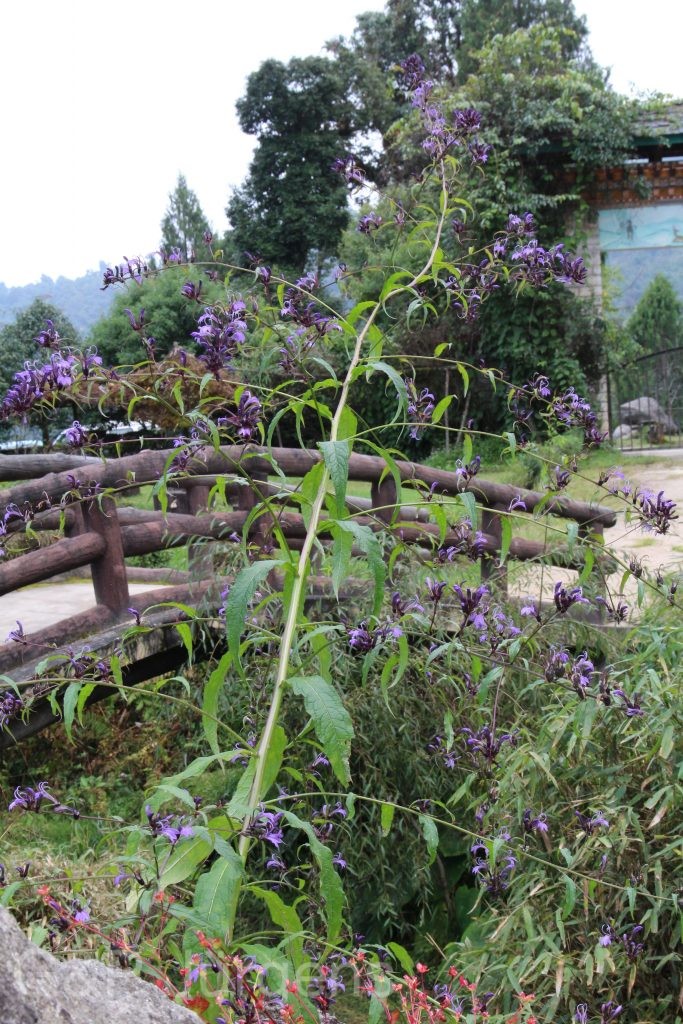 Bhutan2015 35