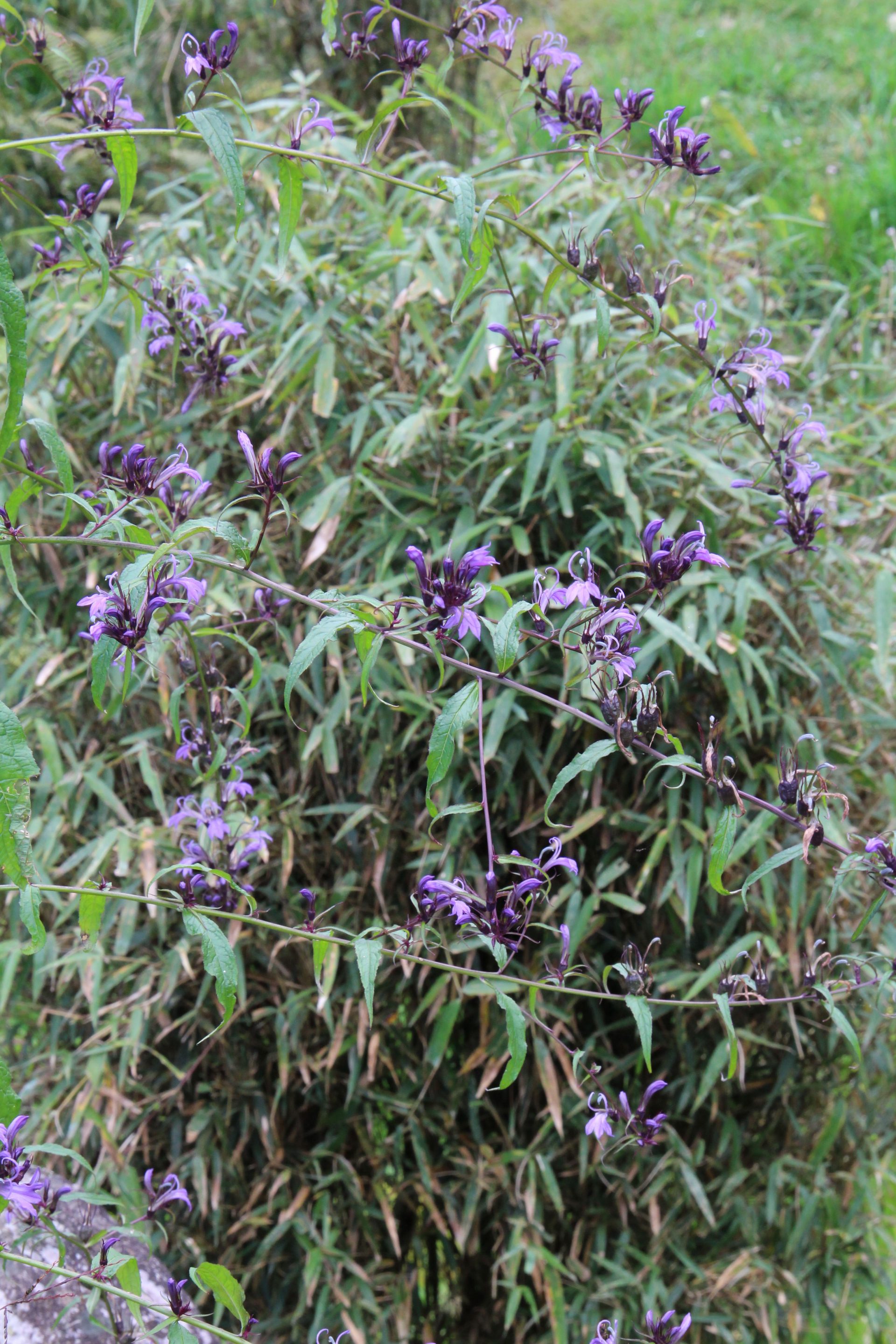 Lobelia nicotianifolia — Campanulaceae